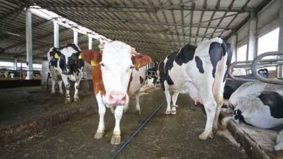 Plusieurs vaches périssent dans l'incendie d'un hangar agricole à Couvin