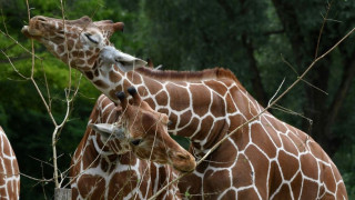 Au nom de la tolérance, visite sur l'homosexualité au Zoo de Munich