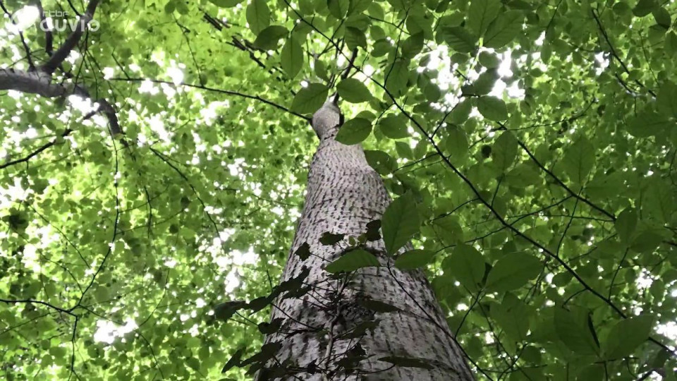 Le cri d'alarme d'un agent forestier: "Nos arbres meurent de soif!"