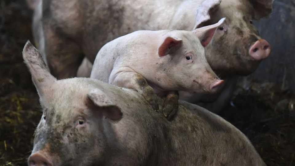 Des agriculteurs écroués pour avoir introduit illégalement du sperme de porc en Australie