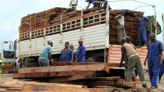 République démocratique du Congo: inquiétude autour du pillage d'un bois menacé d'extinction