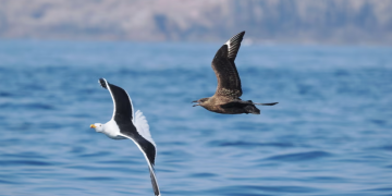 The Impact of H5N1 on Seabird Populations in the UK Reveals Devastating Losses