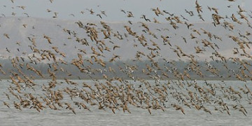 “The Greens” Received 43 Million Levs to Count Vultures, Falcons, Eagles, Pelicans, and Red-Breasted Geese